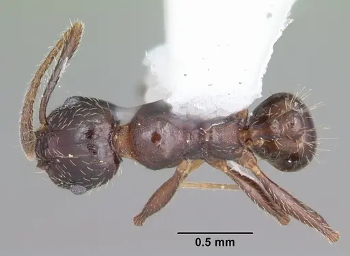 Pheidole diversipilosa - CASENT0104396
