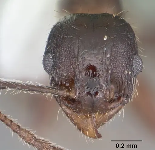 Pheidole diversipilosa - CASENT0104396