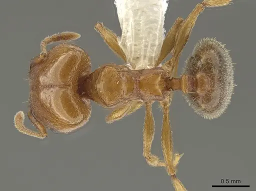 Pheidole diversipilosa - CASENT0619981
