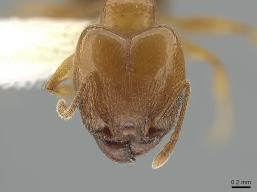 Pheidole diversipilosa - CASENT0619981