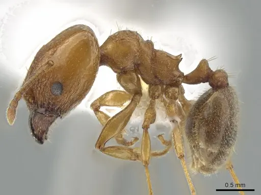 Pheidole diversipilosa - CASENT0619981