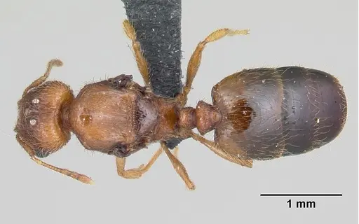 Pheidole dodo specimen