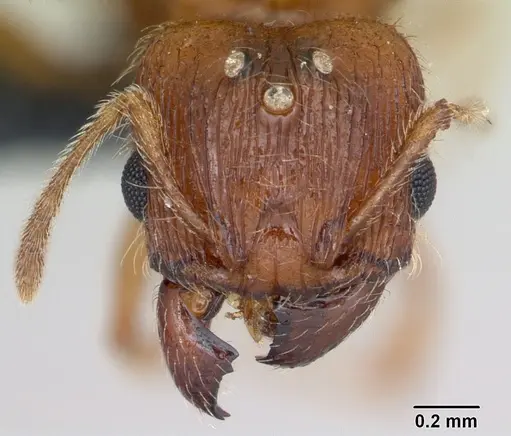 Pheidole dodo specimen