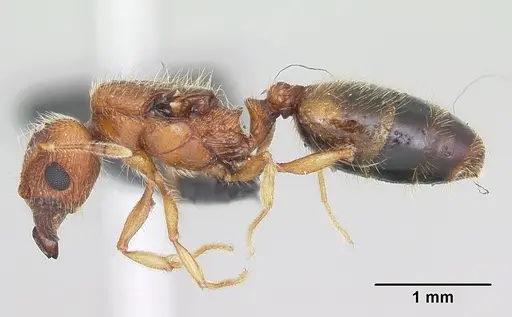 Pheidole dodo specimen