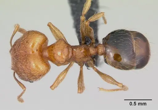 Pheidole dodo - CASENT0059724