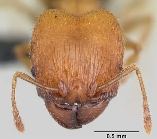 Pheidole dodo - CASENT0059724