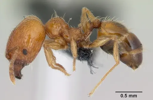 Pheidole dodo - CASENT0059724