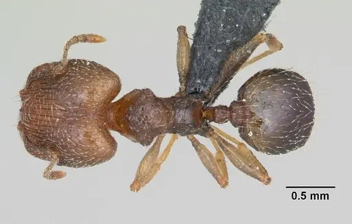 Pheidole dodo - CASENT0059742