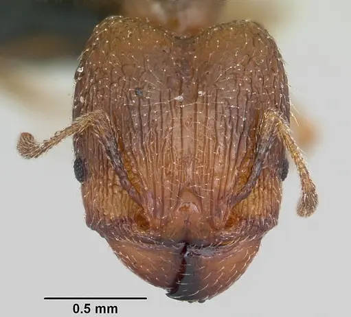 Pheidole dodo - CASENT0059742