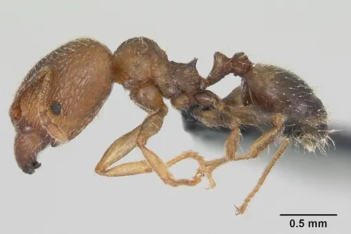 Pheidole dodo - CASENT0059742
