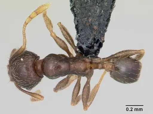 Pheidole dodo - CASENT0059749