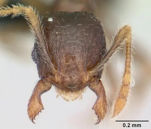 Pheidole dodo - CASENT0059749