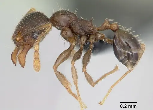 Pheidole dodo - CASENT0059749