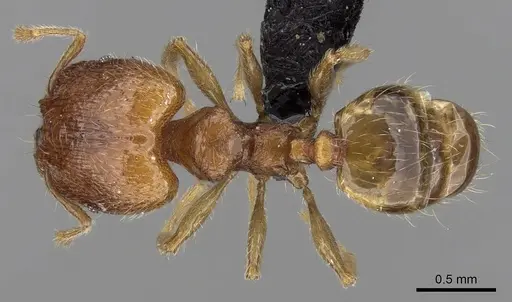 Pheidole dodo - CASENT0060617