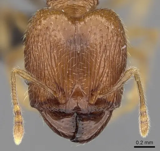 Pheidole dodo - CASENT0060617
