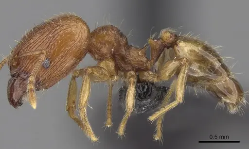 Pheidole dodo - CASENT0060617