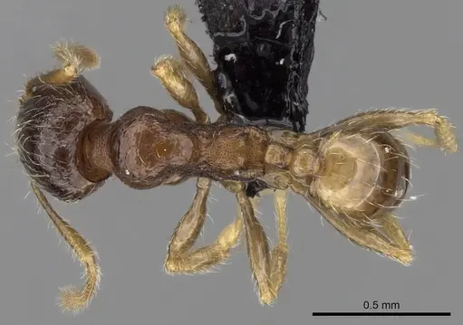 Pheidole dodo - CASENT0060619