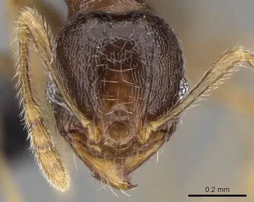 Pheidole dodo - CASENT0060619