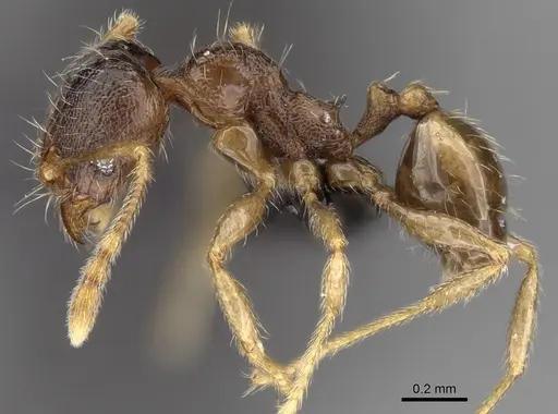 Pheidole dodo - CASENT0060619