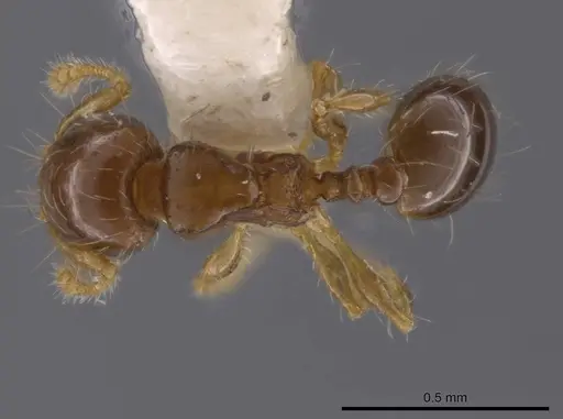 Pheidole dorsata specimen
