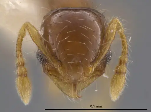 Pheidole dorsata specimen