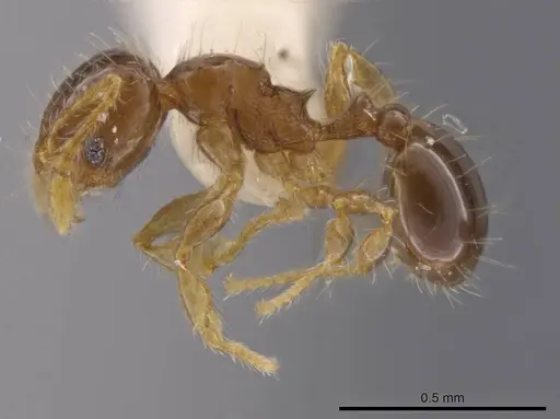 Pheidole dorsata specimen