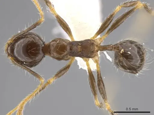 Pheidole dossena specimen