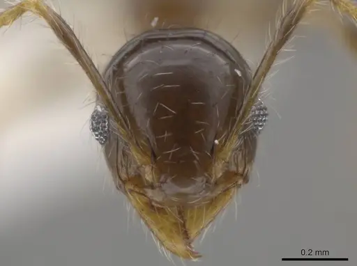 Pheidole dossena specimen