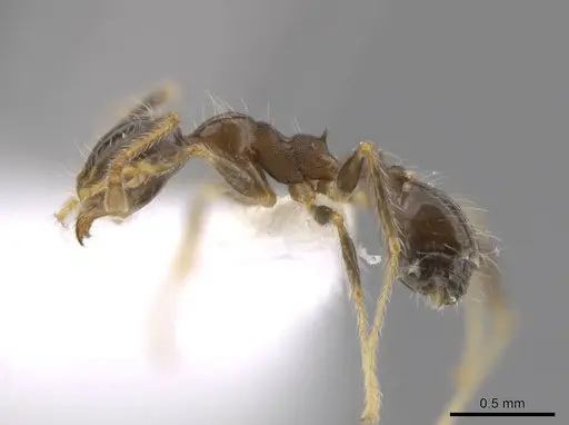 Pheidole dossena specimen