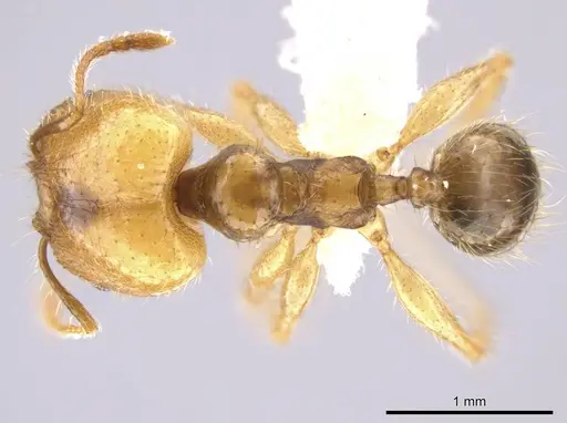Pheidole dossena - CASENT0613012