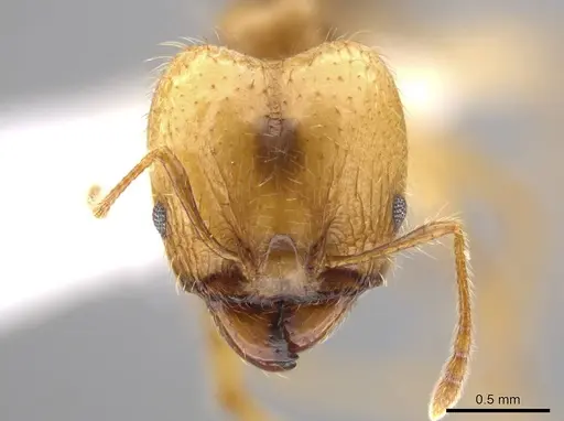 Pheidole dossena - CASENT0613012