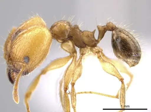 Pheidole dossena - CASENT0613012