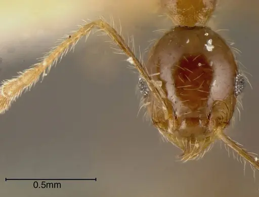 Pheidole dossena - CASENT0635460