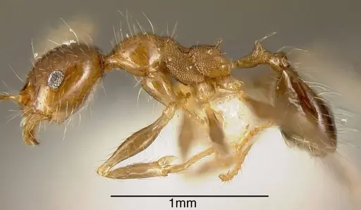 Pheidole dossena - CASENT0635460