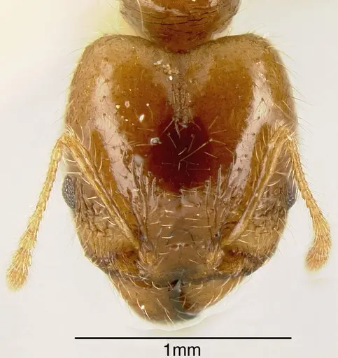 Pheidole dossena - INBIOCRI002279458
