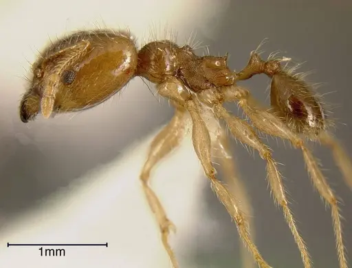 Pheidole dossena - INBIOCRI002279458
