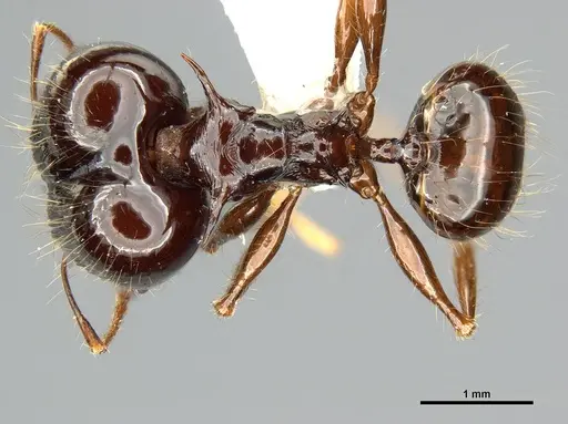 Pheidole drogon specimen
