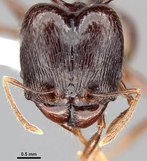 Pheidole drogon specimen