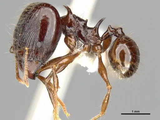 Pheidole drogon specimen