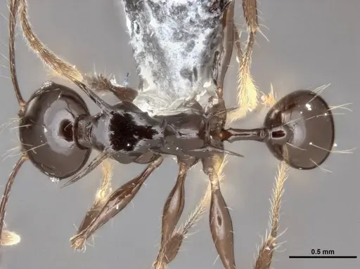 Pheidole drogon - CASENT0753009