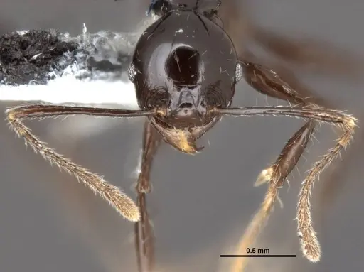 Pheidole drogon - CASENT0753009