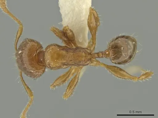 Pheidole dryas specimen