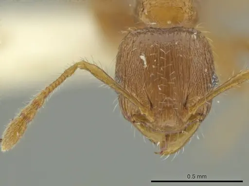 Pheidole dryas specimen