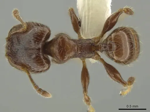 Pheidole dryas - CASENT0644189
