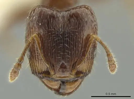 Pheidole dryas - CASENT0644189