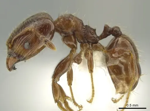 Pheidole dryas - CASENT0644189