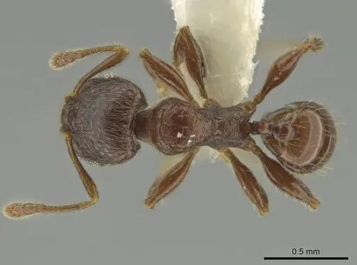 Pheidole dryas - CASENT0644190