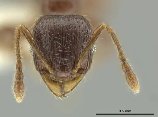 Pheidole dryas - CASENT0644190
