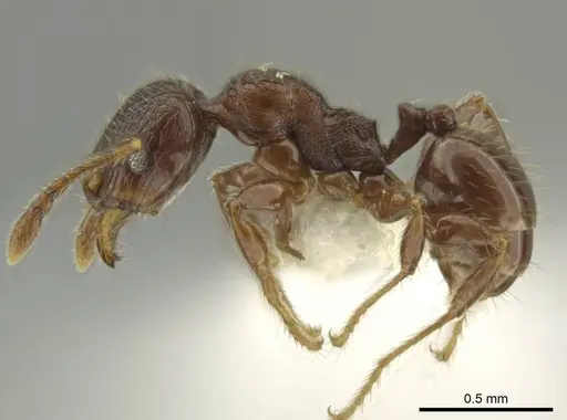 Pheidole dryas - CASENT0644190