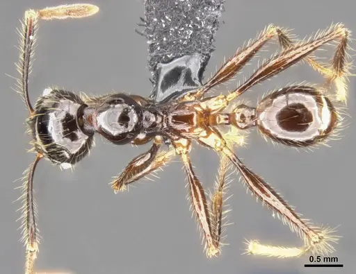 Pheidole dugasi specimen